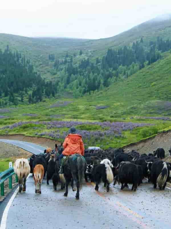 甘南九寨沟四姑娘山